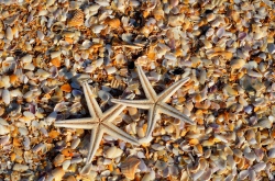 Bintang Laut